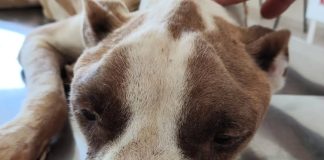 Abrigo de Animais de Prudente soma 300 ocorrências de possíveis maus-tratos só em 2025