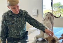 Após separação mulher deixa cachorra Pitbull do ex abandonada no Ana Jacinta e é multada em R$ 3 mil por maus tratos