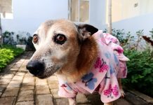 Abrigo de animais está arrecadando doações para aquecer os pets