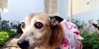 Abrigo de animais está arrecadando doações para aquecer os pets