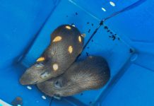 Capivaras são resgatadas da lagoa dos patos e levadas para habitat ideal em Prudente