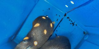 Capivaras são resgatadas da lagoa dos patos e levadas para habitat ideal em Prudente