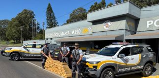 Polícia Rodoviária apreende 436 Kg de maconha após carro capotar na rodovia Angêlo Rena