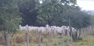 Polícia Ambiental aplica multa de R$ 4,2 milhões em homem que deixou 230 cabeças de gado em área de conservação