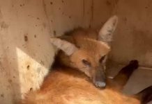 VÍDEO: Lobo-Guará atropelado perto do Morro do Diabo é socorrido para centro de recuperação