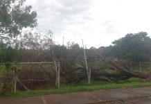 Após ventania árvore cai em campo de futebol no Jardim Brasília