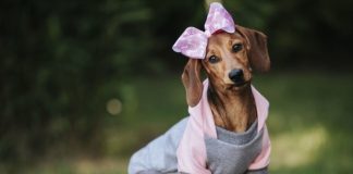 Moda pet: o mercado de roupas e acessórios para animais virou tendência