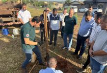 Semea encerra Semana Mundial do Meio Ambiente com plantio de árvores na Zona Norte