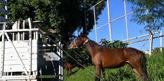 Prefeitura faz operação para recolher cavalos soltos em áreas urbanas de Prudente