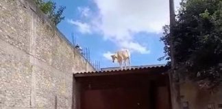 VÍDEO: Vaca aparece no telhado de casa em cidade a 280 Km de Presidente Prudente