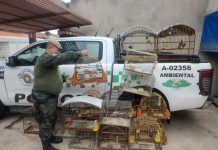 Homem é multado em R$ 9,5 mil por manter 19 aves silvestres em cativeiro em cidade da região