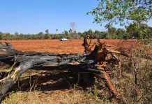 Homem é multado em R$ 18,2 mil por queimar cinco árvores em fazenda a 80 Km de Presidente Prudente