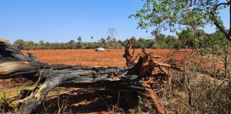 Homem é multado em R$ 18,2 mil por queimar cinco árvores em fazenda a 80 Km de Presidente Prudente