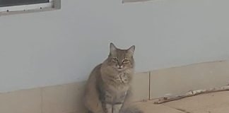 RECOMPENSA: Família oferece R$ 5 mil por informações sobre gata desaparecida no João Domingos Neto