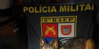 8º BAEP com ajuda da cadela Rayka prende homem com 3,89 Kg de maconha em Martinópolis