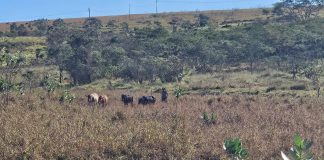 Dois homens são multados em R$ 22 mil por soltarem gado em área de preservação em assentamento a 80 Km de Prudente