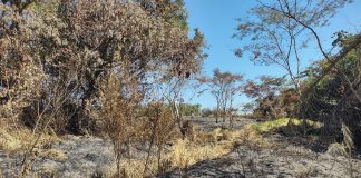 Homem solta fogos de artifício para espantar pombas e vegetação pega fogo em Montalvão