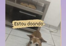 ADOÇÃO RESPONSÁVEL: Dona procura novo lar para cachorrinha caramelo