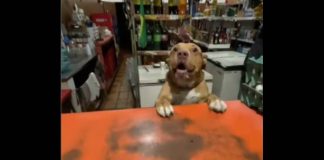 Video de cãozinho fazendo atendimento em bar de Presidente Prudente viraliza no Instagram