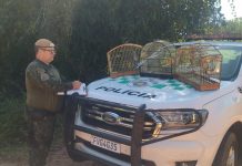 Homem recebe multa de R$ 2,5 mil por manter aves silvestres em cativeiro em cidade da região