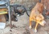 Homem é multado em R$ 6 mil por maus tratos a dois cães Jardim Morada do Sol
