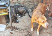 Homem é multado em R$ 6 mil por maus tratos a dois cães Jardim Morada do Sol