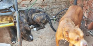 Homem é multado em R$ 6 mil por maus tratos a dois cães Jardim Morada do Sol