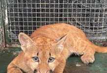 Onça-parda é resgatada após ficar presa em cerca e devolvida à natureza em Presidente Bernardes