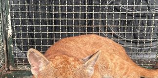 Onça-parda é resgatada após ficar presa em cerca e devolvida à natureza em Presidente Bernardes