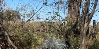 Sitiante é multado em R$ 18,9 mil por derrubar 63 árvores em Indiana