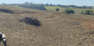 Sitiante é multado em R$ 5,7 mil por envenenar e cortar 19 árvores nativas em Presidente Prudente