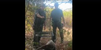 Tamanduá-bandeira é resgatado em avenida de Prudente e devolvido à natureza