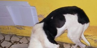 Após ação de despejo, dono abandona cachorro sem água em casa alugada em Pirapozinho