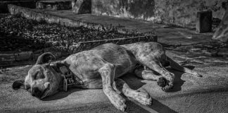 Projeto cria central virtual para adoção de cães e gatos em Álvares Machado