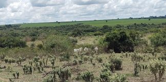 Produtor é multado em R$ 150 mil por pastoreio de gado em área de proteção permanente