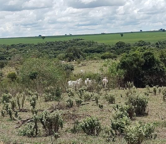 Produtor é multado em R$ 150 mil por pastoreio de gado em área de proteção permanente