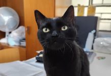 PRUDENTE: Fundo Social amplia cuidados e passa a atender pets de famílias em vulnerabilidade