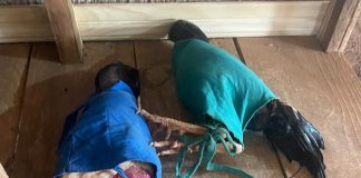 Homens são multados em R$ 27 mil por promover rinha de galos em Mirante