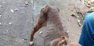 Morador do Brasil Novo é detido e multado em R$ 3 mil por maus tratos a cadela