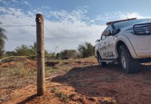 Homem é multado em R$ 5,1 mil por pastoreio de gado em área de reserva em Mirante do Paranapanema