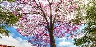 Semea premia vencedores do 8º Concurso Fotográfico “Árvores da Cidade”