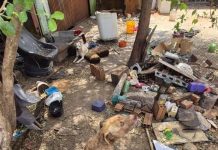 Polícia Civil resgata cães vítimas de maus-tratos em imóvel abandonado