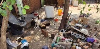 Polícia Civil resgata cães vítimas de maus-tratos em imóvel abandonado