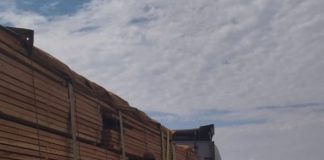 Polícia Ambiental apreende mais de 35 m³ de madeira irregular em carreta em Presidente Venceslau