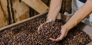 Inscrições estão abertas para a 7ª edição do Concurso do Café Arábica