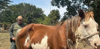 Homem é multado em R$ 3 mil por maus tratos a cavalo em Martinópolis