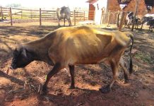 Homem é multado em R$ 3 mil por maus tratos a bovino em Teodoro Sampaio