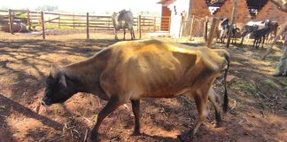 Homem é multado em R$ 3 mil por maus tratos a bovino em Teodoro Sampaio