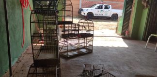 Idoso de 71 anos é multado em R$ 12 mil por manter 24 aves silvestres em cativeiro em Santo Expedito