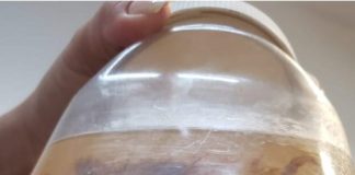 Casos de picadas de escorpião crescem 43% em Presidente Prudente